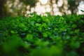 Lush green carpet of clover close up Royalty Free Stock Photo