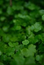 Lush green carpet of clover close up Royalty Free Stock Photo