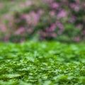 Lush green carpet of clover close up Royalty Free Stock Photo