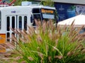 Lush green Chinese fountain grass closeup with yellow tram in the background in Budapest