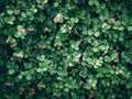 Lush Green Clover Field with Delicate Pink Flowers Nature Background for Relaxation and Wallpaper Royalty Free Stock Photo