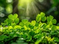Lush Green Clover Leaves Bathed in Sunlight with Glistening Dew Drops in a Serene Forest Meadow Setting Royalty Free Stock Photo