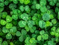 Lush Green Clover Patch Detailed Top View Bright Light and Three Leaf Clovers Royalty Free Stock Photo