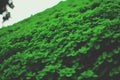 Lush Green Clovers Covering a Sloping Hillside