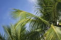 lush green coconut palm tree fronds