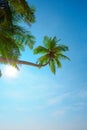 Lush green coconut tropical palm tree with ripe coconuts hang over the beach Royalty Free Stock Photo