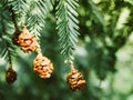 Lush green coniferous Canadian hemlock (Tsuga canadensis)