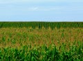 lush green corn field detail with undulating hills. blue sky and white clouds. dense foliage