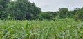 Lush and green corn fields Royalty Free Stock Photo