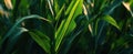 The lush green corn leaves illuminated by warm sunlight..AI generated image Royalty Free Stock Photo