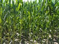 Lush Green Corns in the field