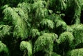 Lush green Cupressaceae evergreen branches in closeup Royalty Free Stock Photo