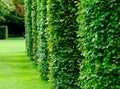 Lush green cylinder shaped bushes with dense foliage. bright light green soft lawn