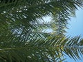 Lush Green of Date Palm Tree on Blue Sky Background Royalty Free Stock Photo