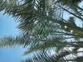 Lush Green of Date Palm Tree on Blue Sky Background Royalty Free Stock Photo