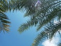 Lush Green of Date Palm Tree on Blue Sky Background Royalty Free Stock Photo