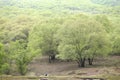 Lush green deciduous forest in Ranthambore National Park Royalty Free Stock Photo