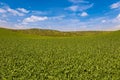 Lush Green Farmland Landscape with Blue Sky