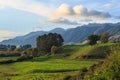 Rural landscape in foothills of Kaimai mountains, New Zealand