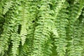 Lush green fern delicate leaves Royalty Free Stock Photo