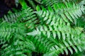 Lush green fern forest with old tree with fern pattern. Royalty Free Stock Photo