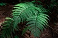 Lush green fern leaf in the forest. Pteridium aquilinum Royalty Free Stock Photo