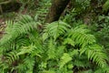 Lush green fern leaf in the forest. Pteridium aquilinum