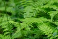 Lush green fern leaf in the forest.  Pteridium aquilinum Royalty Free Stock Photo