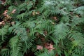 Lush green fern leaf. Pteridium aquilinum