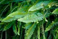 Lush Green Fern Leave Pattern in the Wild