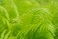 Lush green fern leaves. Selective soft focus. Tropical background Royalty Free Stock Photo