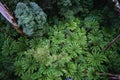 Lush green ferns in beautiful rainforest. Royalty Free Stock Photo