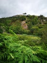 Lush green ferns and clouds Royalty Free Stock Photo