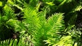 Vivid Green Ferns in Lion`s Park
