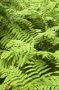 Lush green ferns fill image in boreal forest Royalty Free Stock Photo