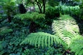 Lush green Ferns Forest in summer Royalty Free Stock Photo