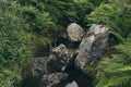 Lush green ferns and moss-covered stones near a stream in forest. Royalty Free Stock Photo