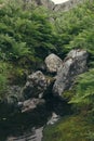 Lush green ferns and moss-covered stones near a stream in forest. Royalty Free Stock Photo