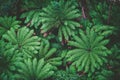 Lush green ferns in a rainforest. Royalty Free Stock Photo