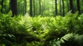 Lush Green Ferns in a Sun-Dappled Forest Royalty Free Stock Photo