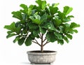Lush Green Fiddle Leaf Fig in Grey Pot Against White Background Royalty Free Stock Photo