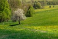 Green Field With Tree in the Middle Royalty Free Stock Photo