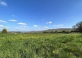 Rural landscape, with green fields, and wild flowers in, Cowling, Yorkshire, UK