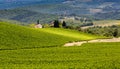Lush, green fields of grape vines in Chianti, Tuscany, Italy