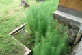 Lush green fines herbes asparagus