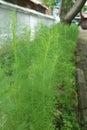 Lush green fines herbes asparagus