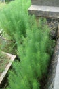 Lush green fines herbes asparagus