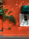 Lush green five-leaved ivy vine covering a vibrant orange wall