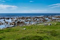 Green foliage along an ocean coast hiking trail - Coastal Trail, Gros Morne, Newfoundland, Canada