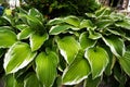 Lush Green Foliage of Decorative Plant Hosta Funkia